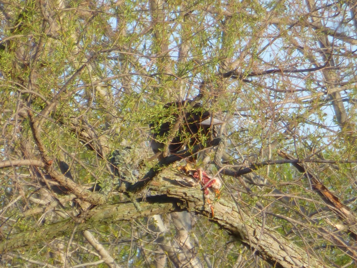 Bald Eagle - ML189275241