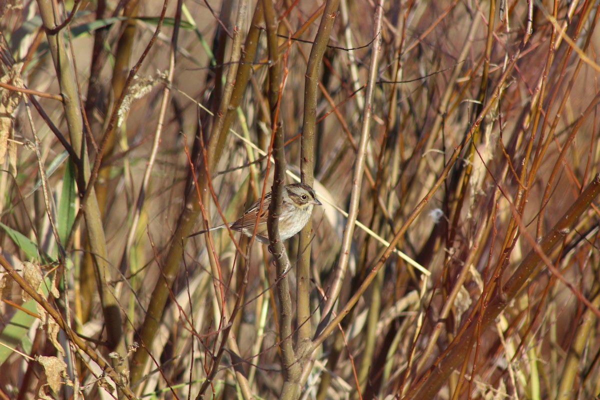 Swamp Sparrow - ML189276721