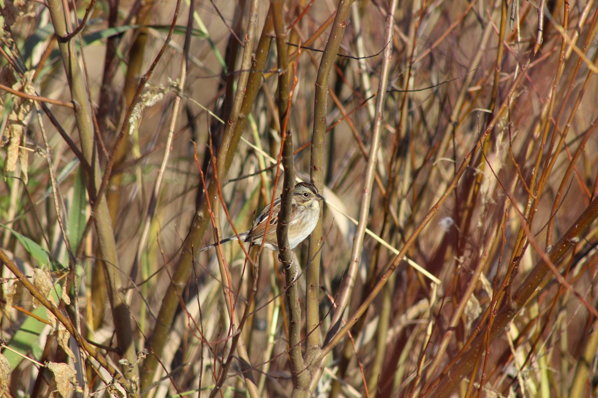 Swamp Sparrow - ML189276731