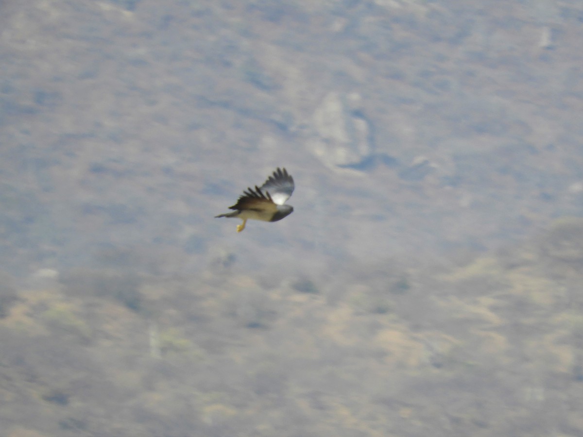Black-chested Buzzard-Eagle - Cliff Cordy