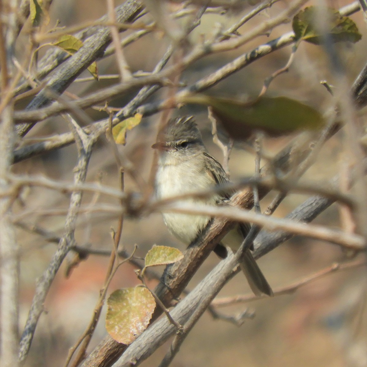 Gray-and-white Tyrannulet - Cliff Cordy