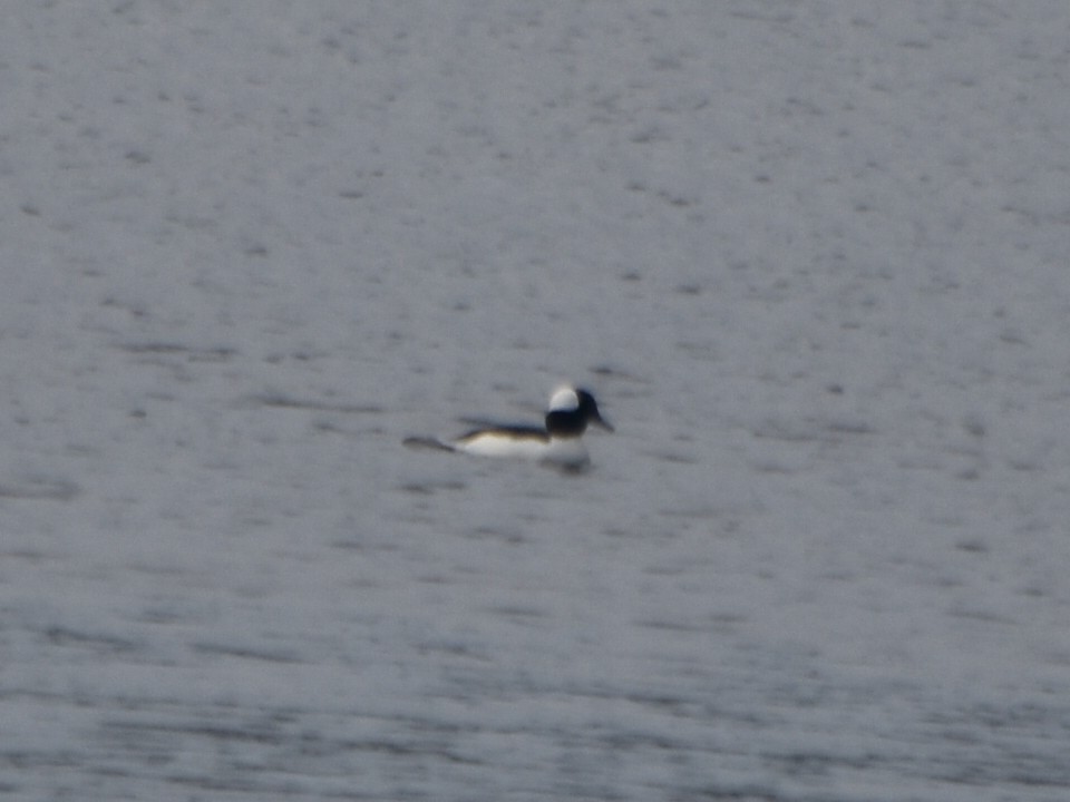 Bufflehead - ML189278681