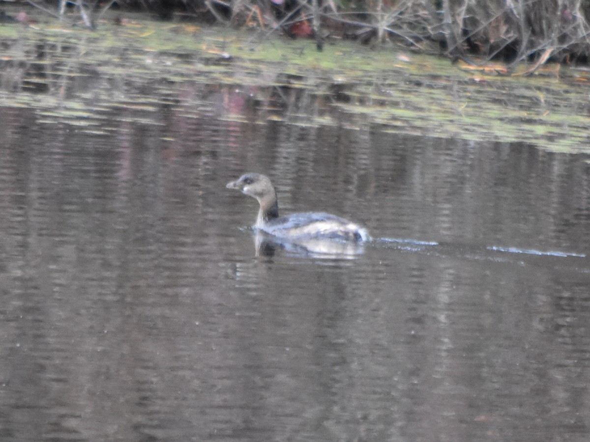 Pied-billed Grebe - ML189278981