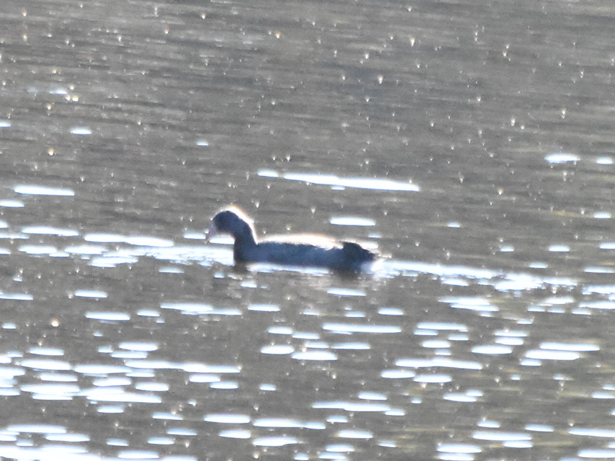 American Coot - Ryan Gordon