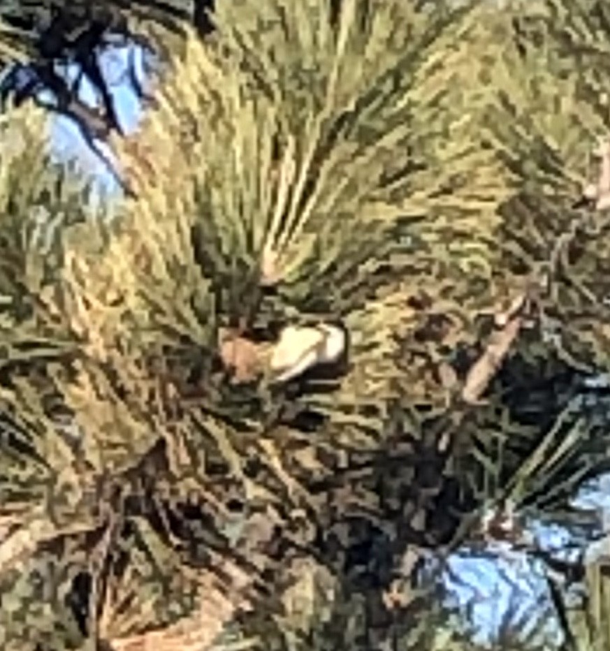 Black-capped Chickadee - ML189282291