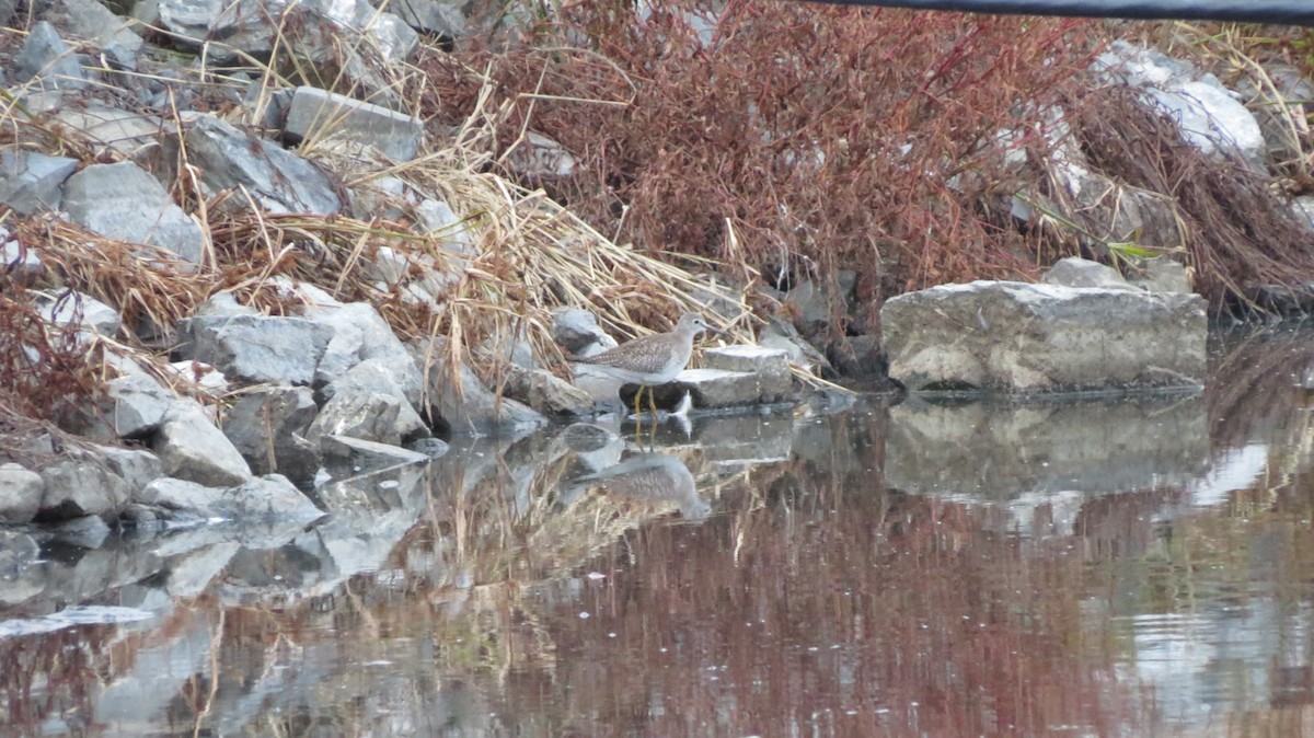 Lesser Yellowlegs - ML189282711