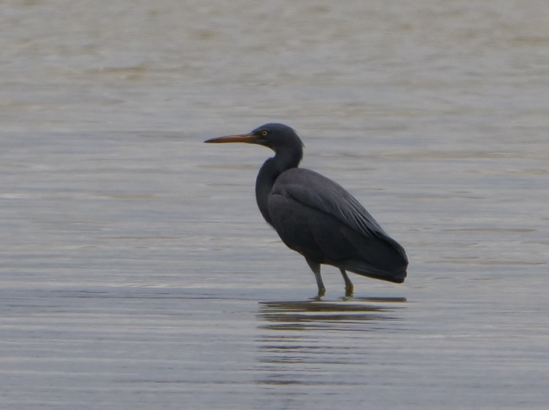 Pacific Reef-Heron - ML189283641