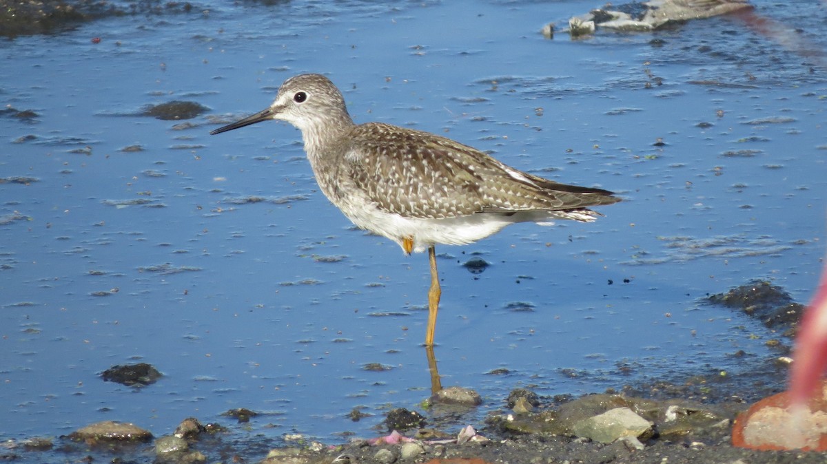 Lesser Yellowlegs - Rebecca Suomala