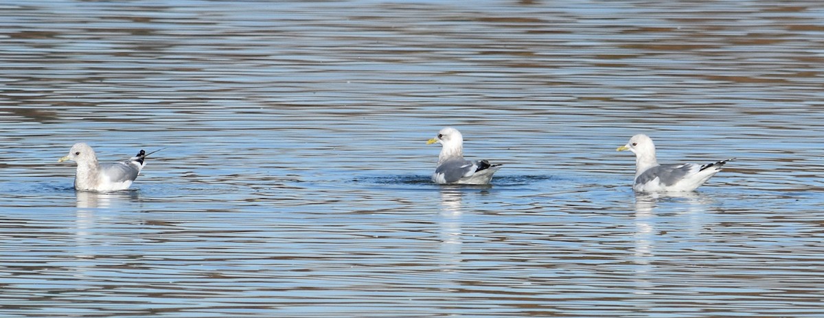 Short-billed Gull - ML189286841