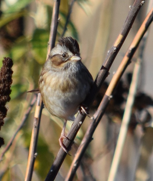 Swamp Sparrow - ML189286911