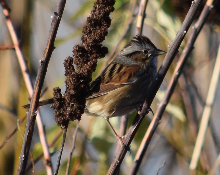 Swamp Sparrow - ML189286921