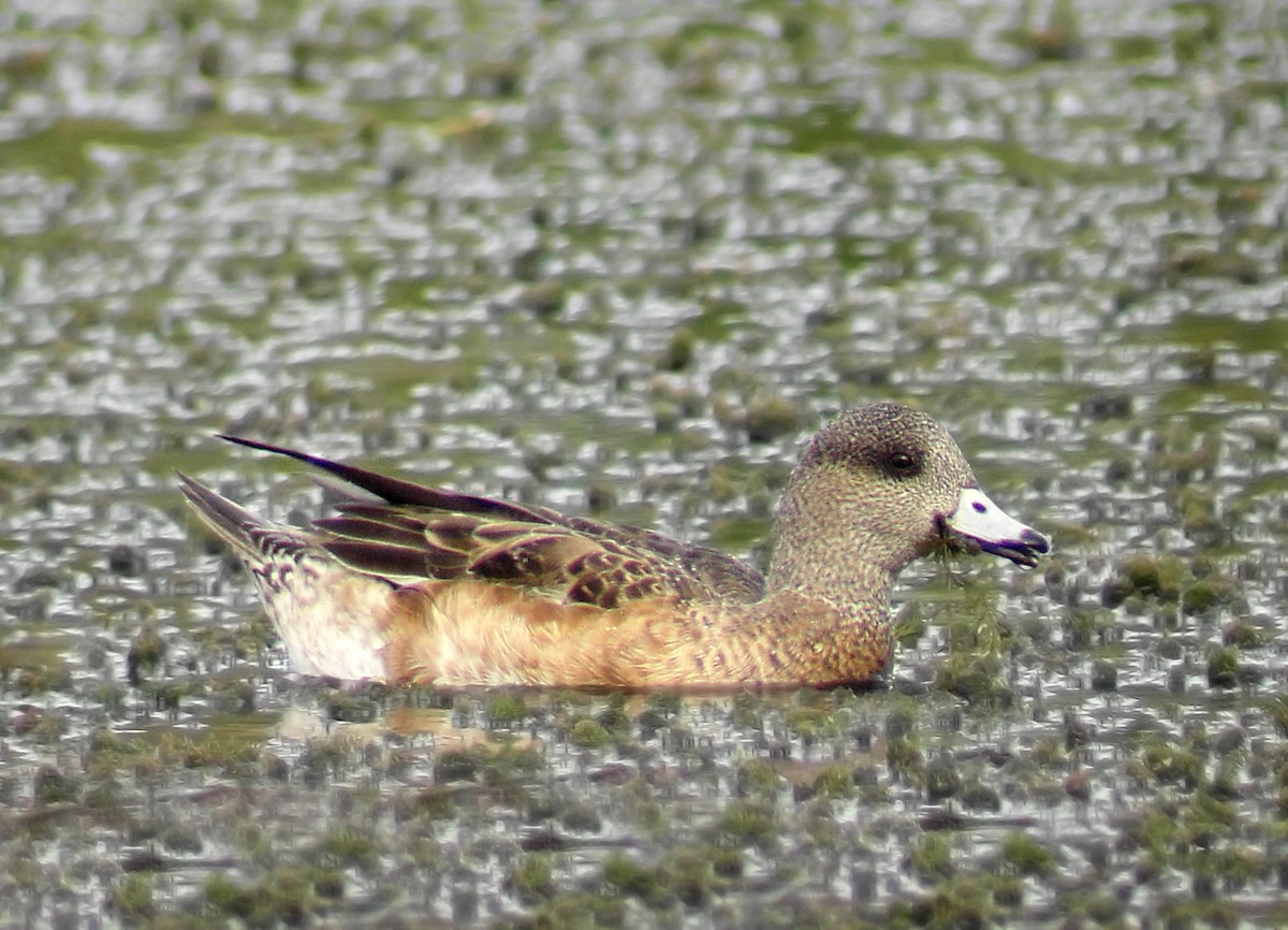 American Wigeon - ML189288321