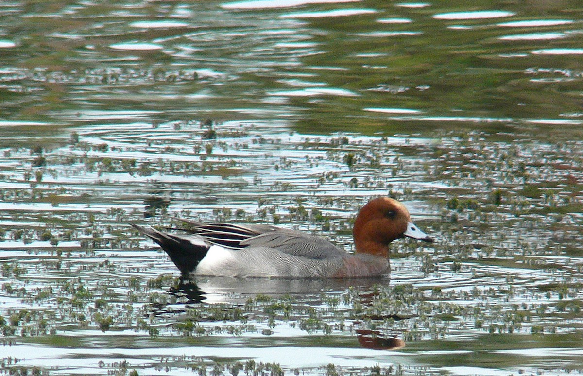 Eurasian Wigeon - ML189289461