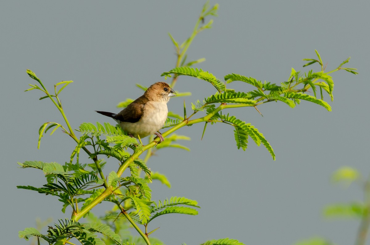 Indian Silverbill - ML189291791