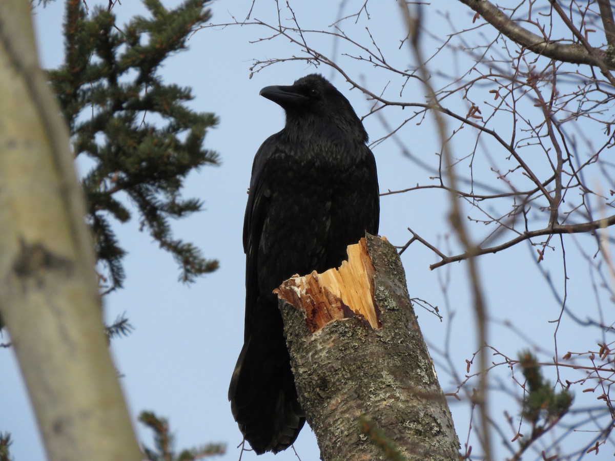 Common Raven - Timothy Piranian