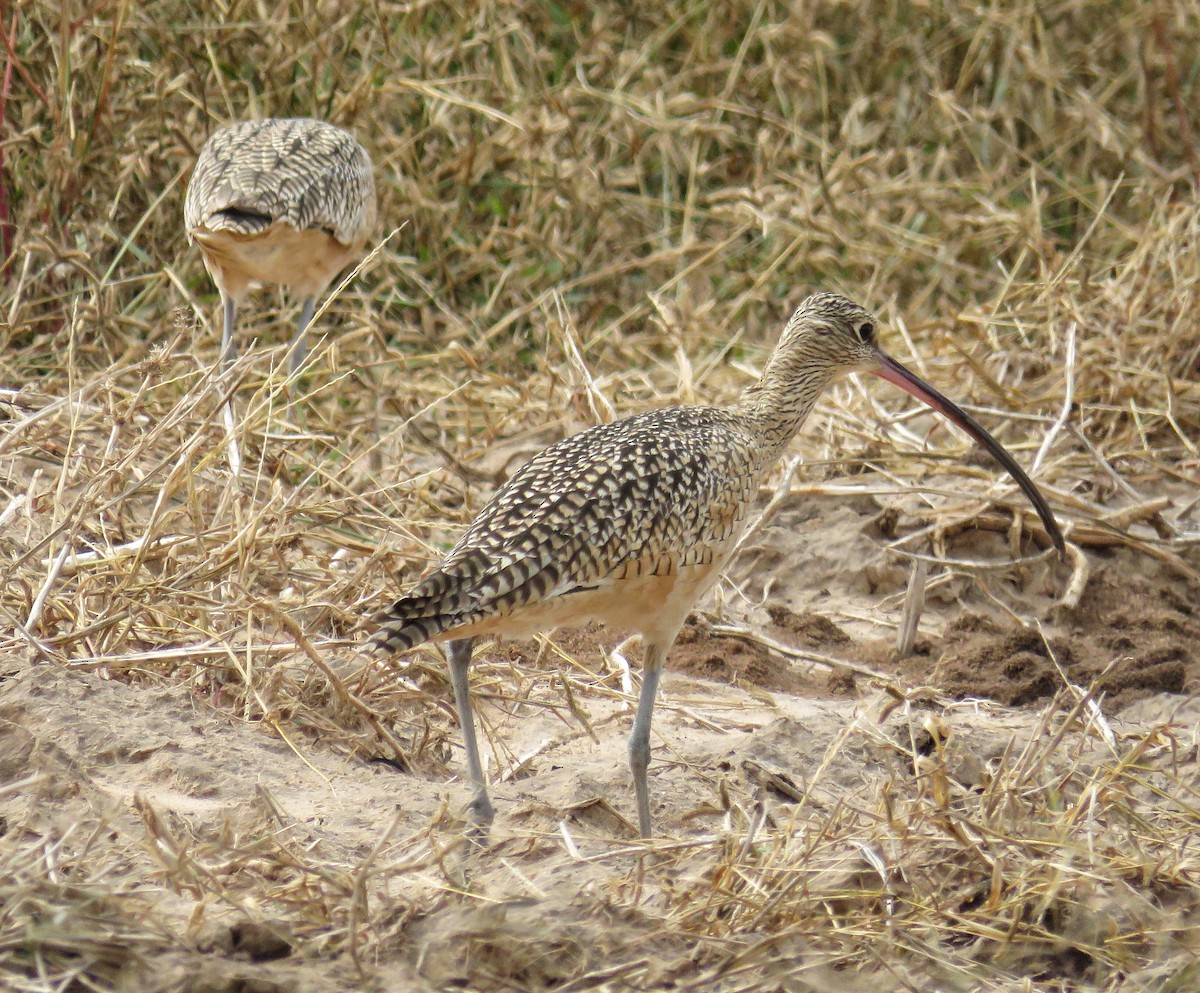 Long-billed Curlew - ML189296871