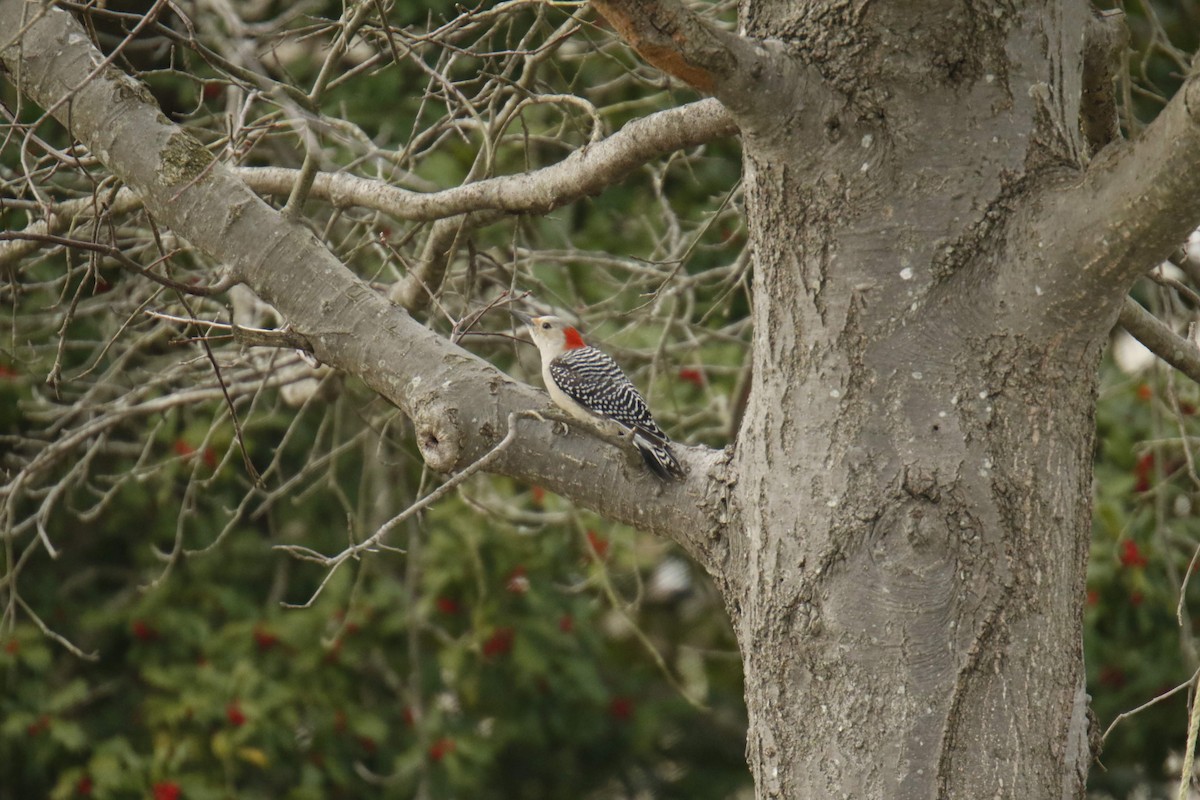 Red-bellied Woodpecker - ML189299701