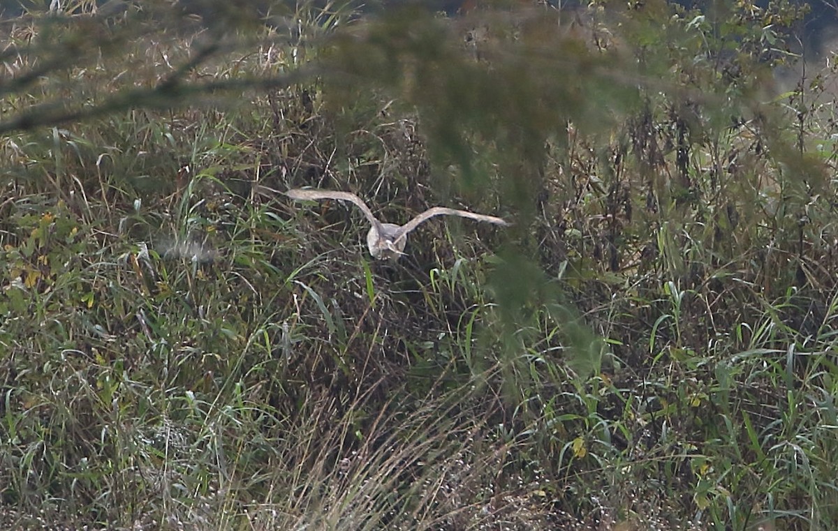 Barn Owl - ML189299861