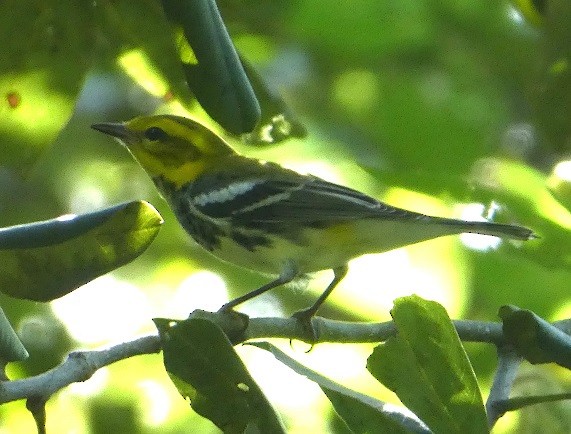 Black-throated Green Warbler - ML189300041