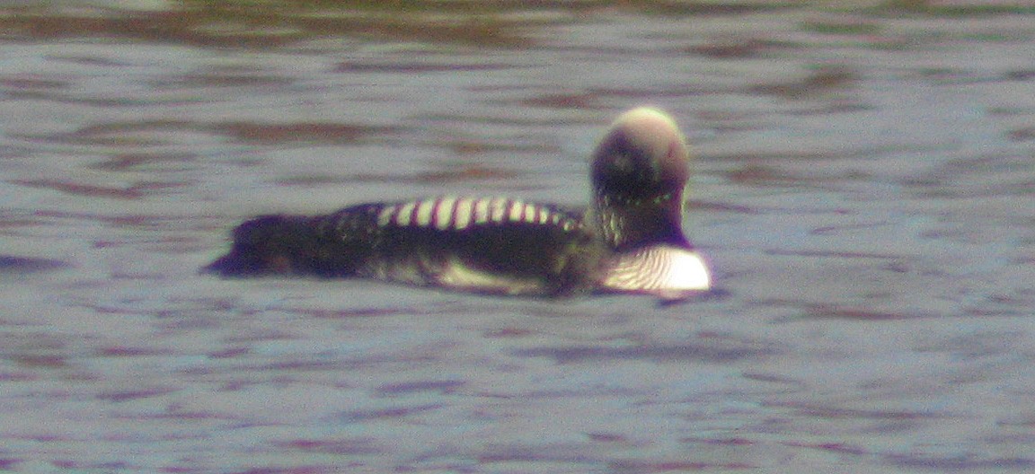 Pacific Loon - Donald Sutherland