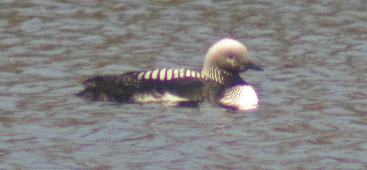 Pacific Loon - Donald Sutherland