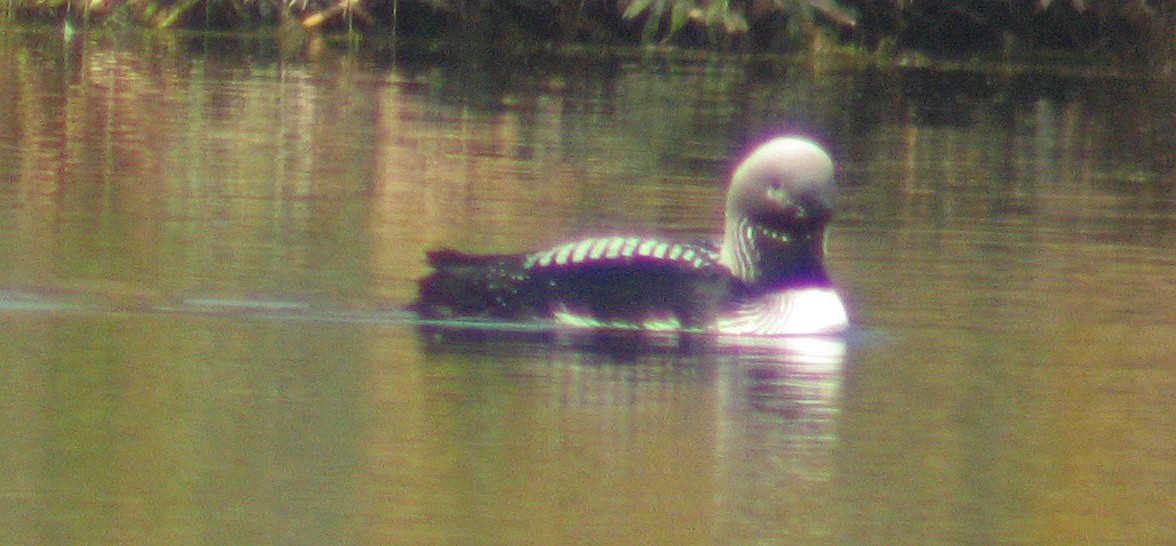 Pacific Loon - ML189300151