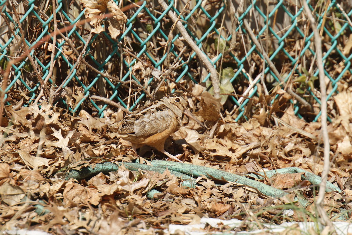 American Woodcock - ML189300461