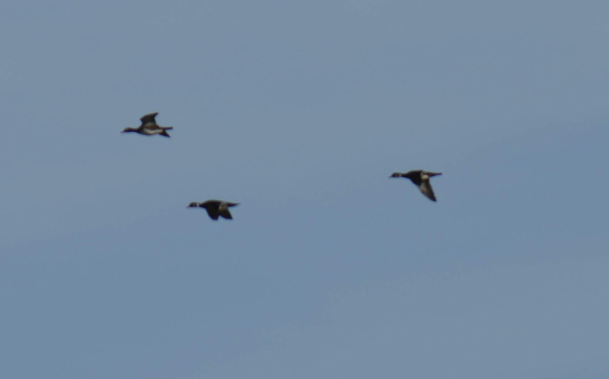 Wood Duck - ML189300881