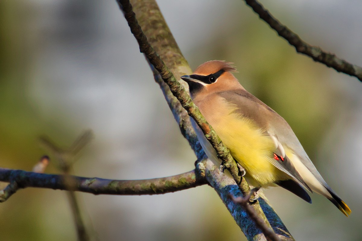 Cedar Waxwing - ML189301481