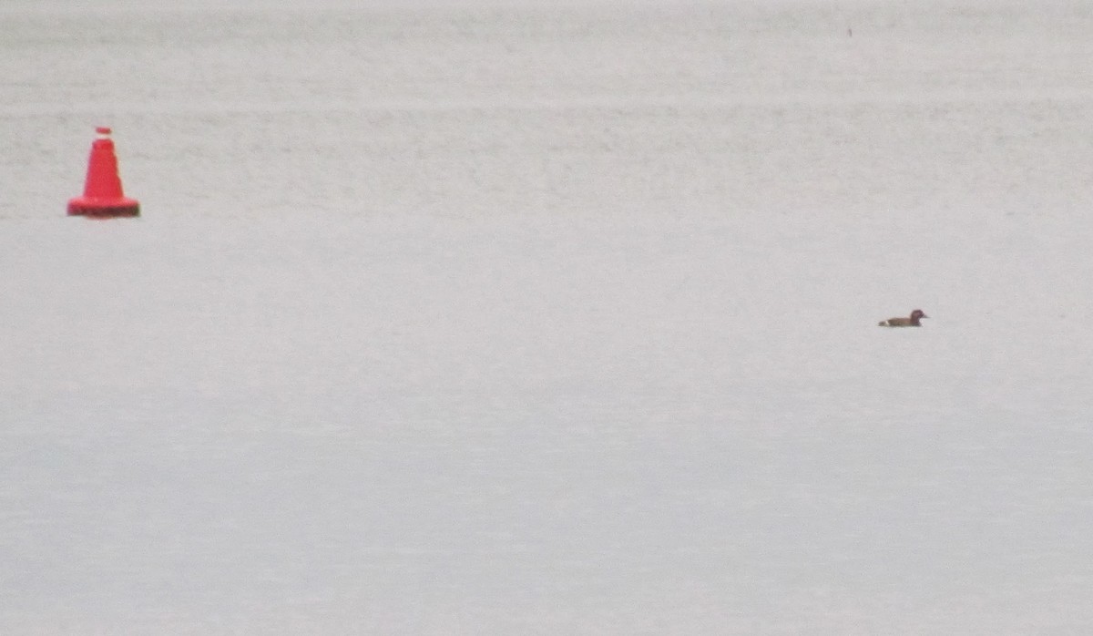 White-winged Scoter - ML189302201