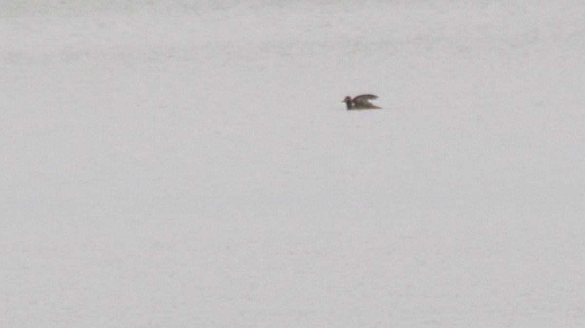 White-winged Scoter - ML189302221