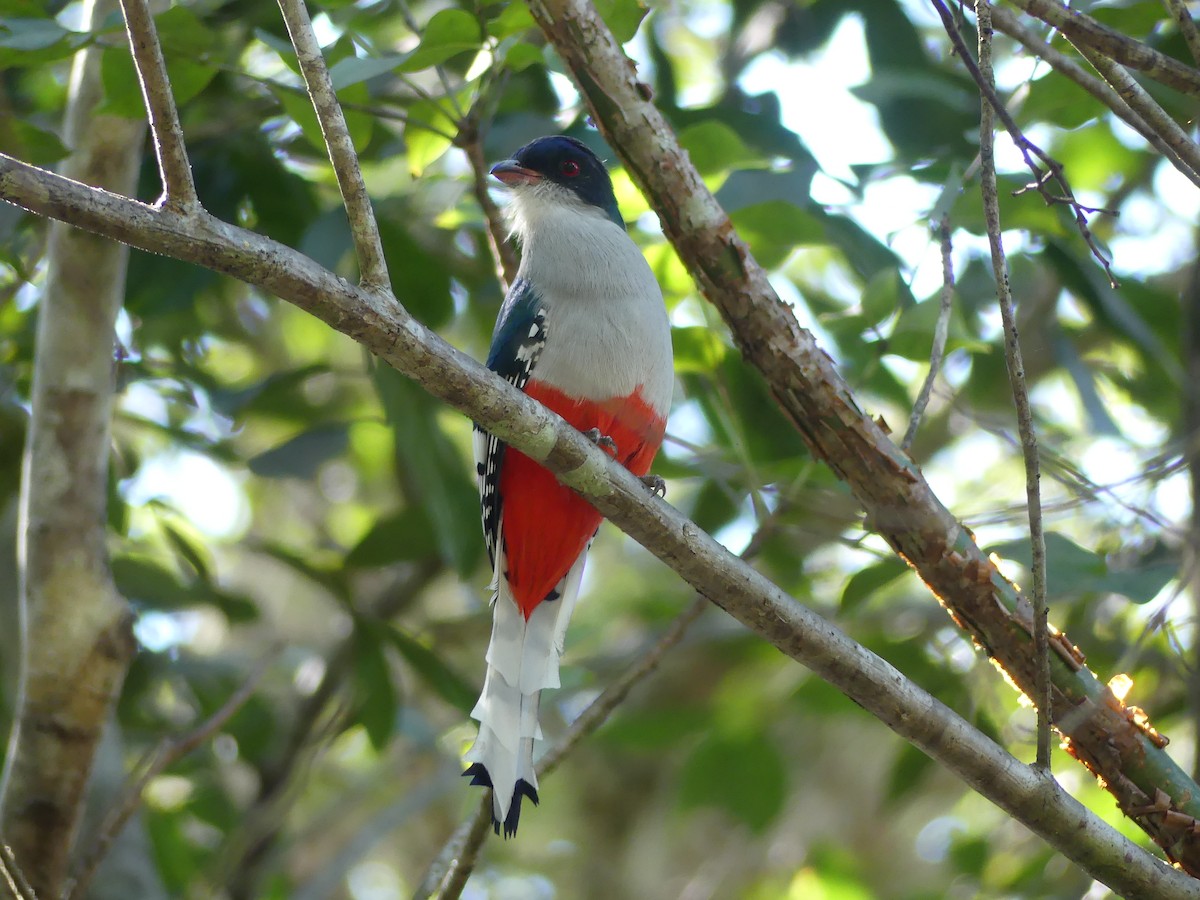 Cuban Trogon - Michael Klotz