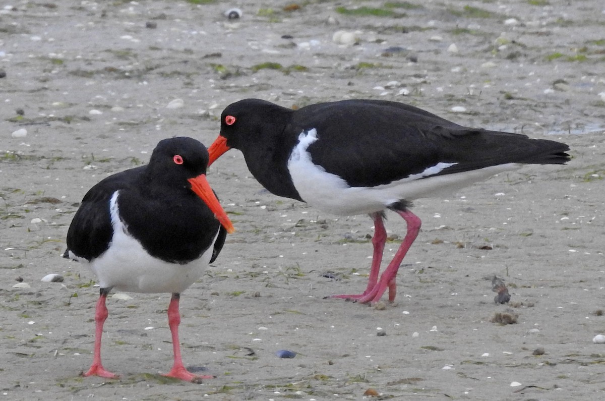 Pied Oystercatcher - ML189302851