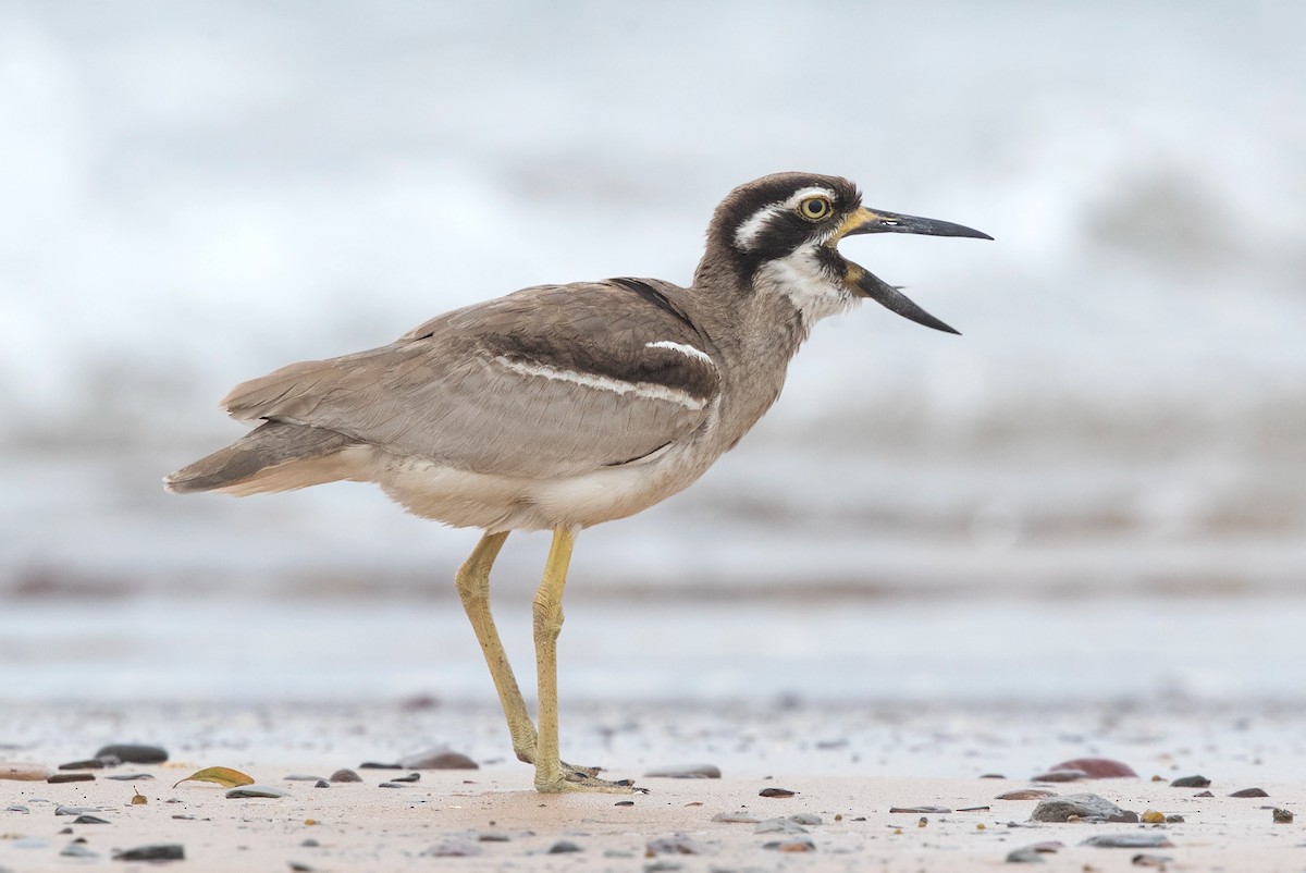 Beach Thick-knee - David Irving