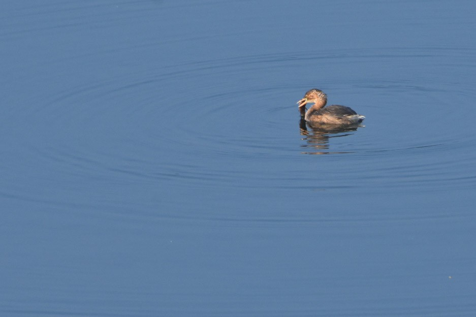 Little Grebe - vinodh Kambalathara