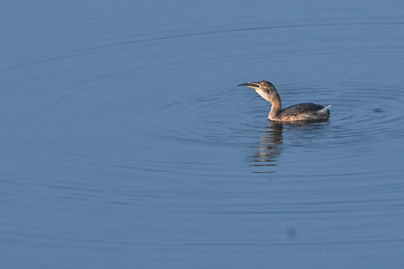 Little Grebe - vinodh Kambalathara