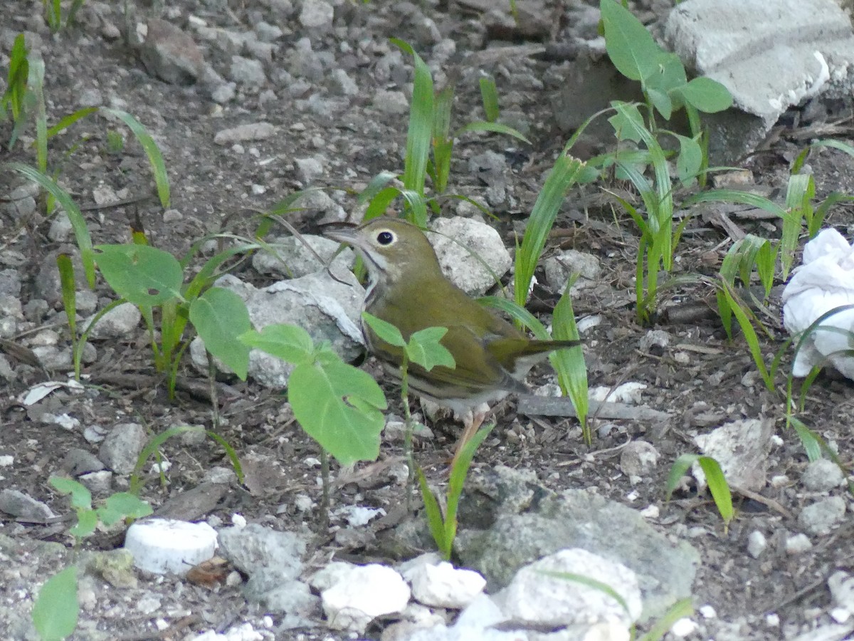 Ovenbird - ML189305121