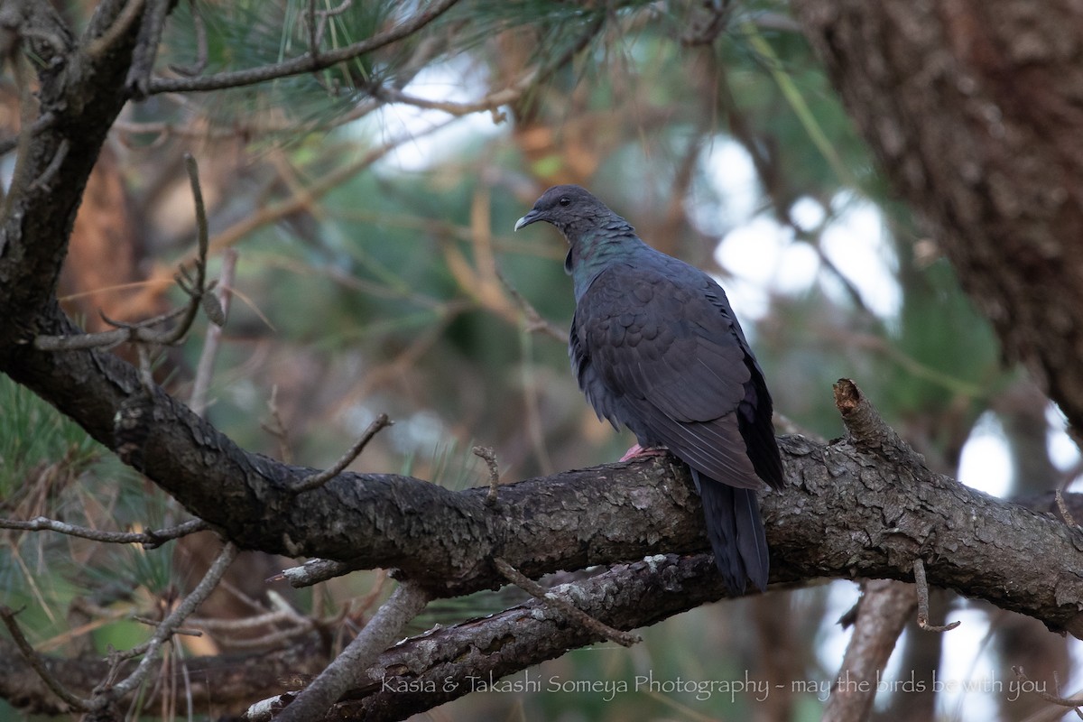 Black Wood-Pigeon - Kasia & Takashi Someya