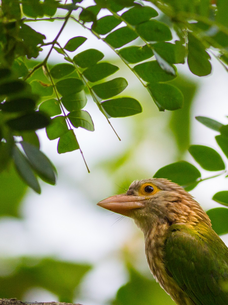 Lineated Barbet - ML189305411