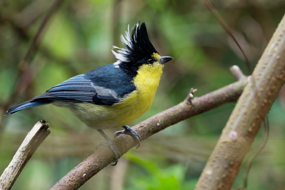 Taiwan Yellow Tit - Vincent Wang