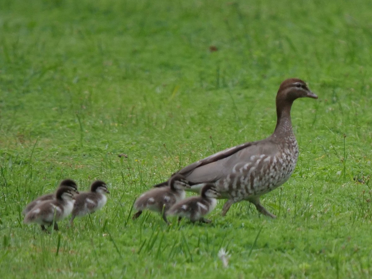 Maned Duck - ML189307601