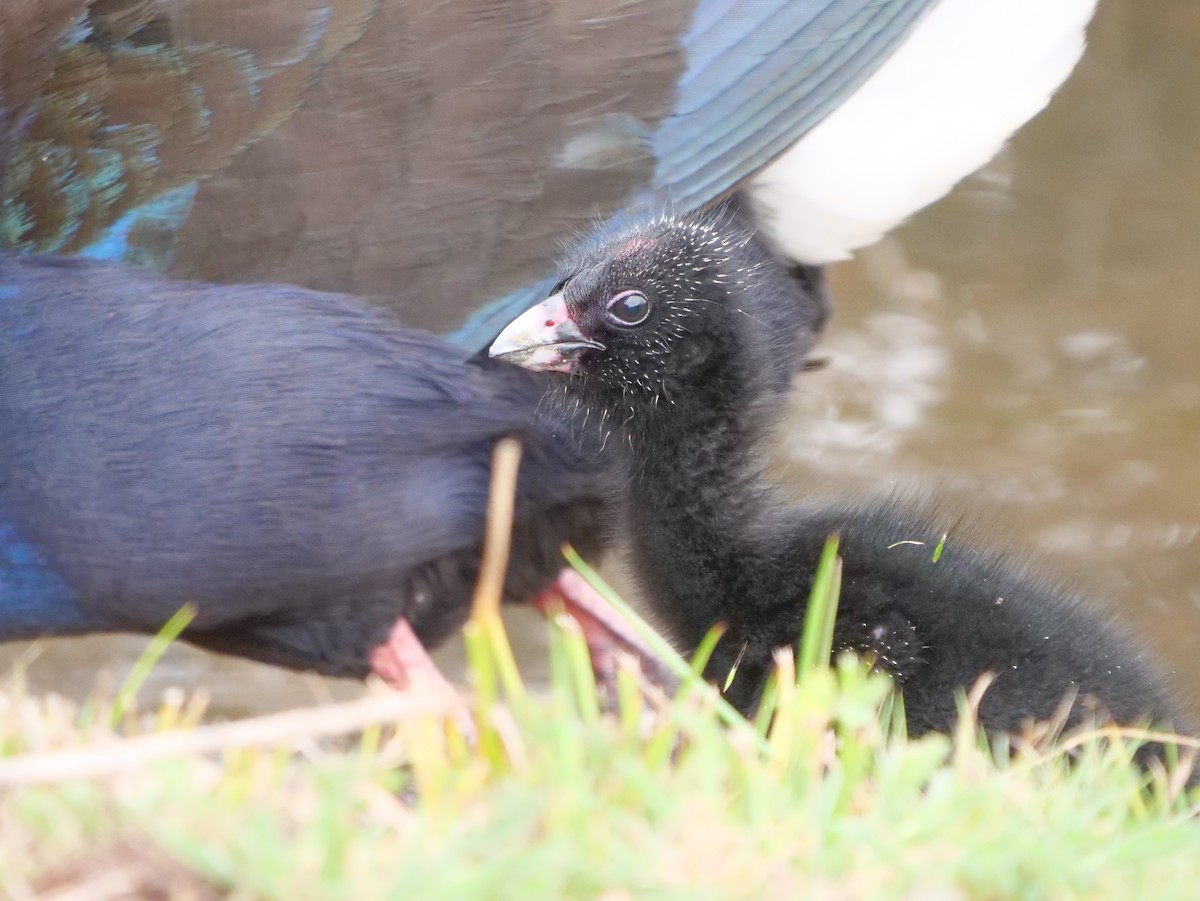 Australasian Swamphen - ML189307631