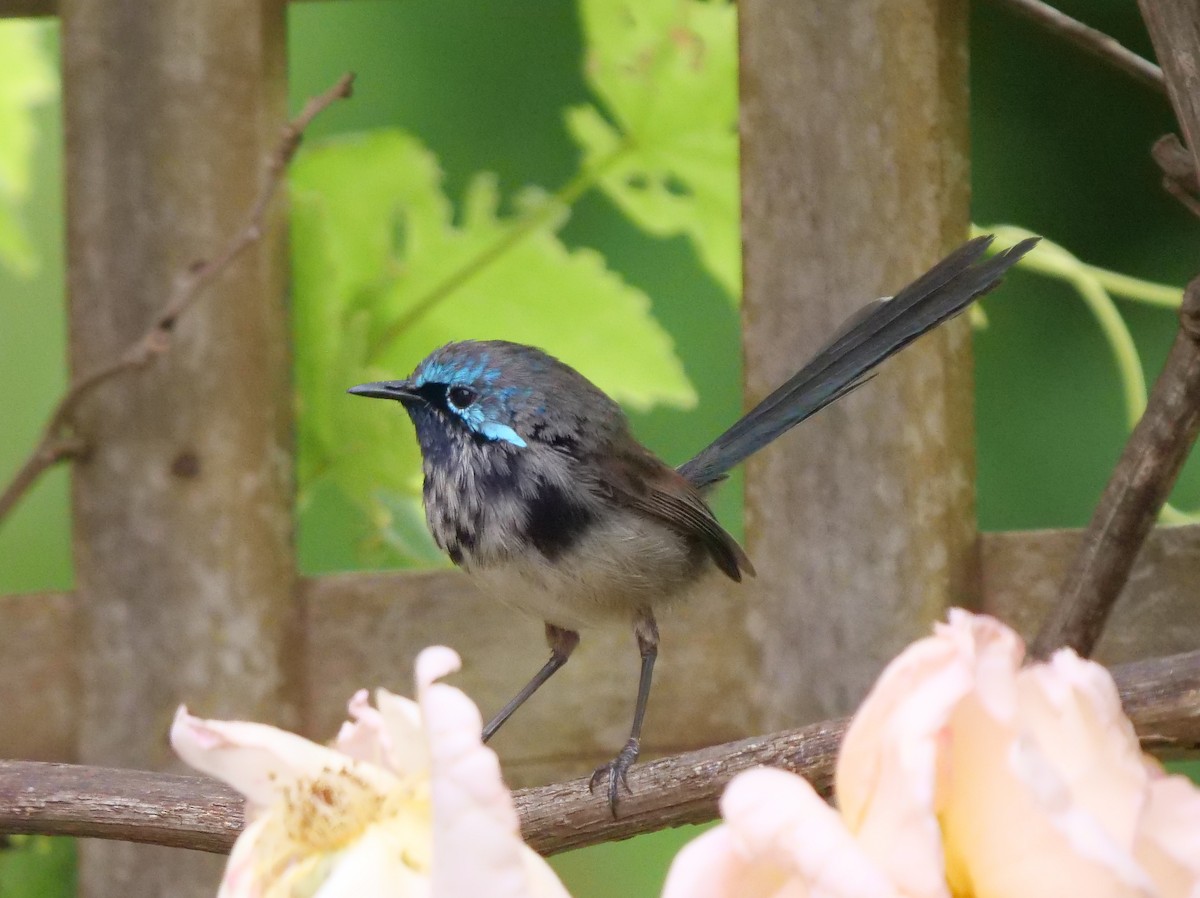 Red-winged Fairywren - ML189307661