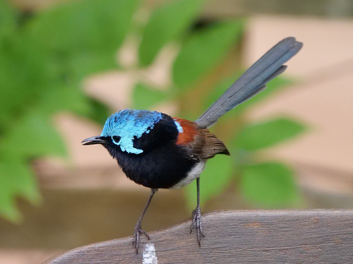 Red-winged Fairywren - ML189307721