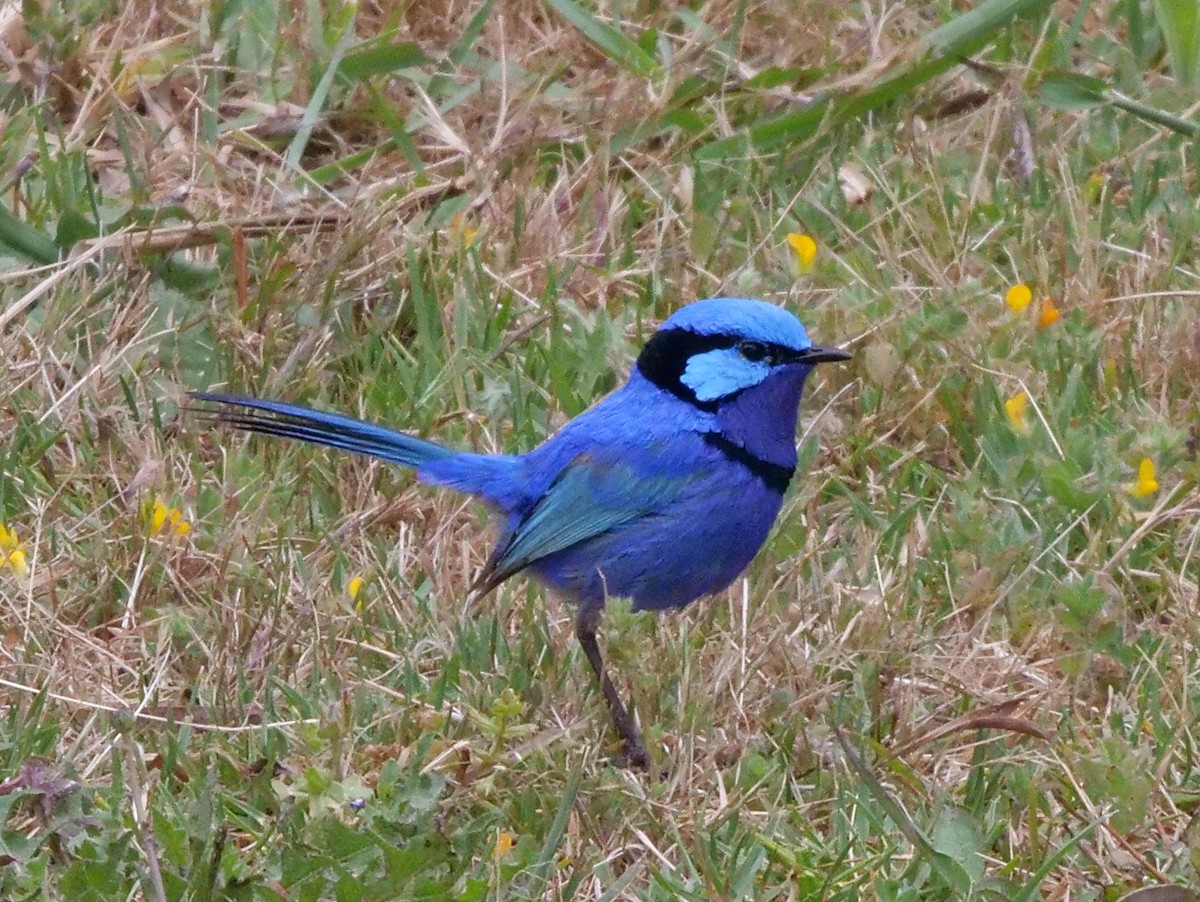 Splendid Fairywren - ML189307731