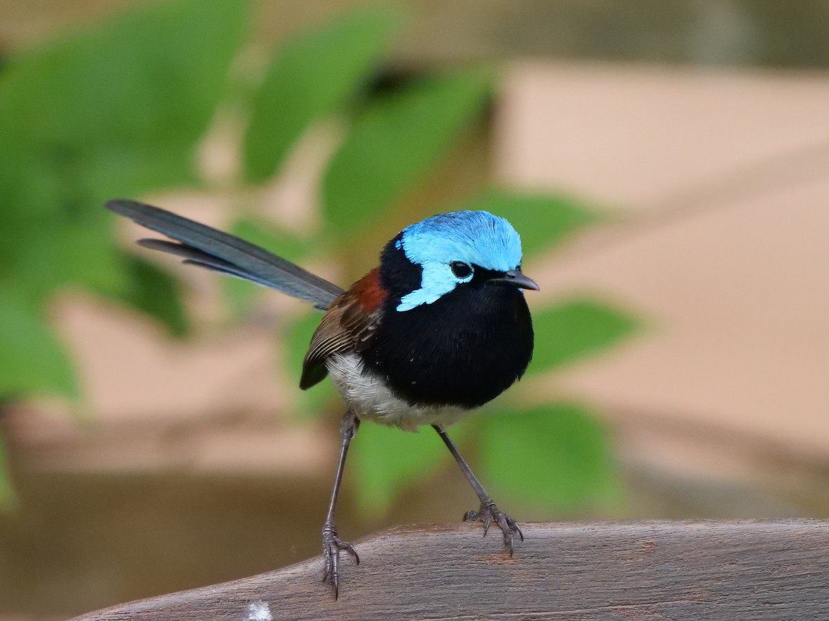 Red-winged Fairywren - ML189307751