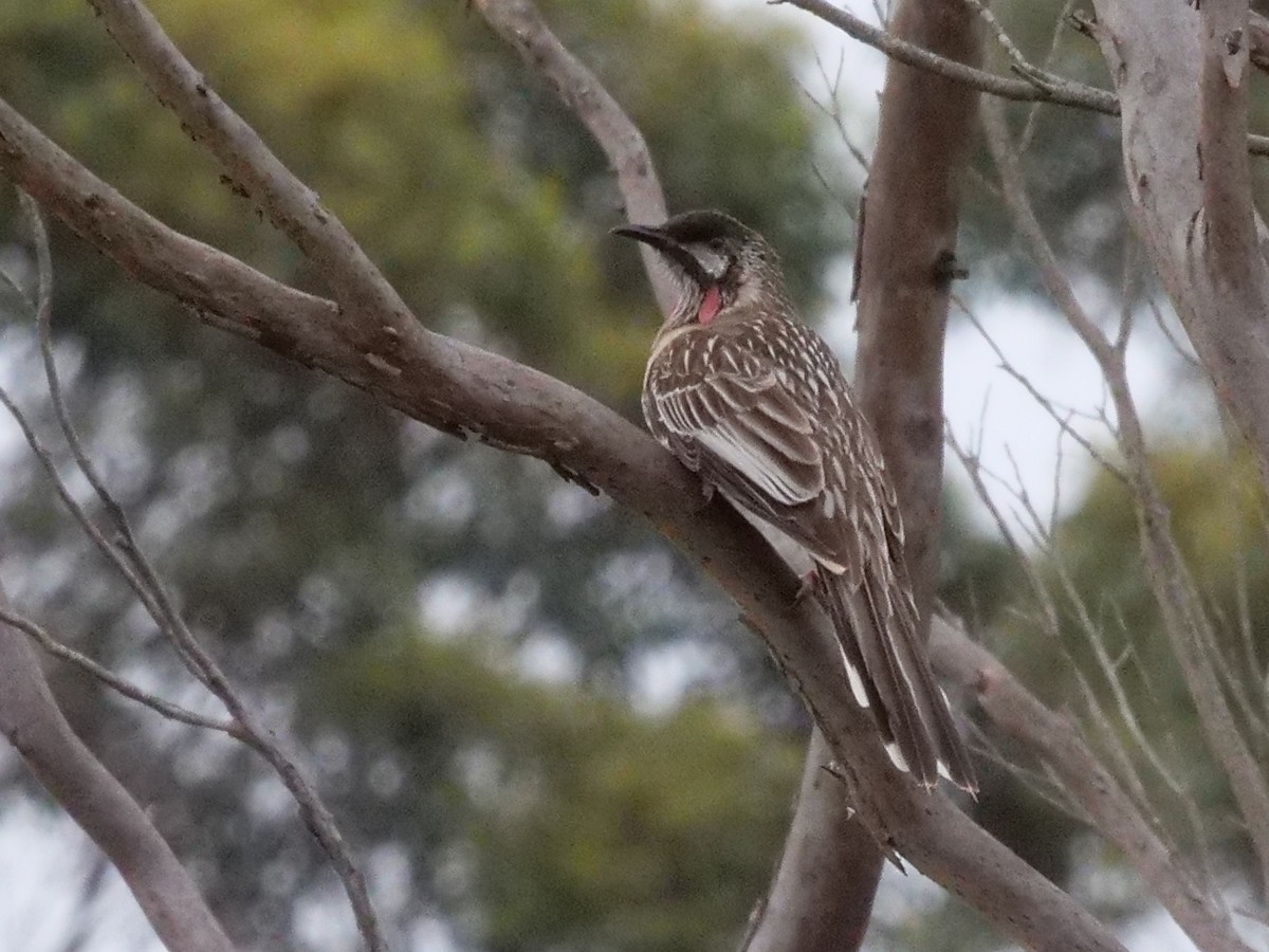Red Wattlebird - ML189307771