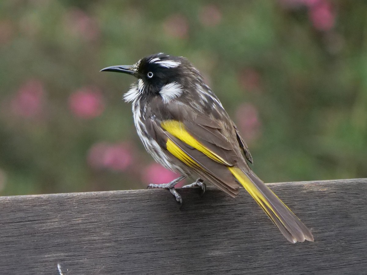 New Holland Honeyeater - Peter Lowe