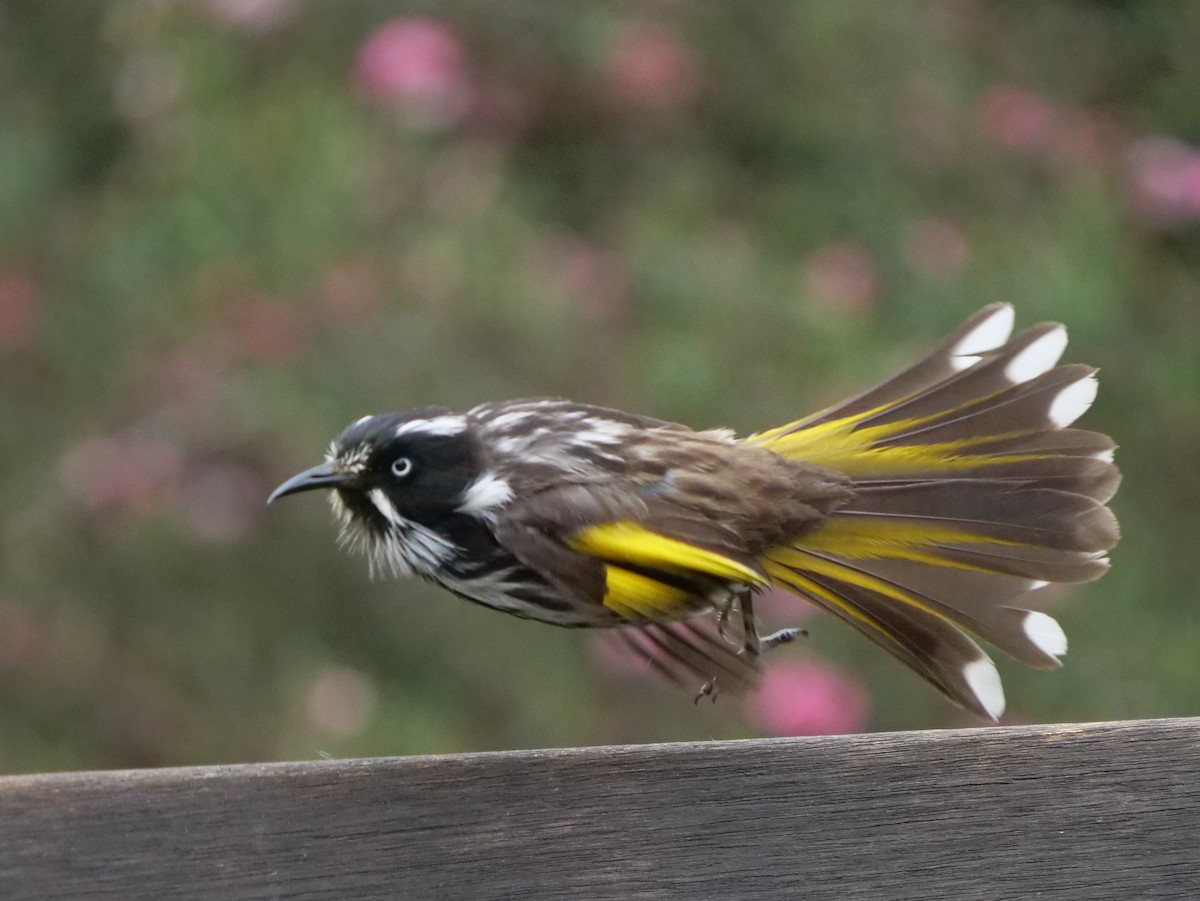 New Holland Honeyeater - ML189307821