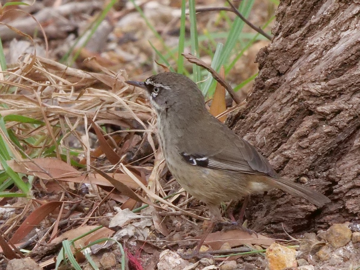 Spotted Scrubwren - ML189307871
